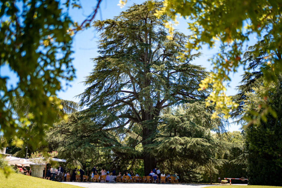 Albero secolare nel parco di Villa Ponti durante l’aperitivo all’aperto