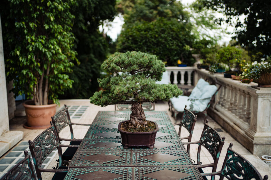 Dettaglio bonsai nel giardino giapponese - fotografo matrimonio villa Paradeisos